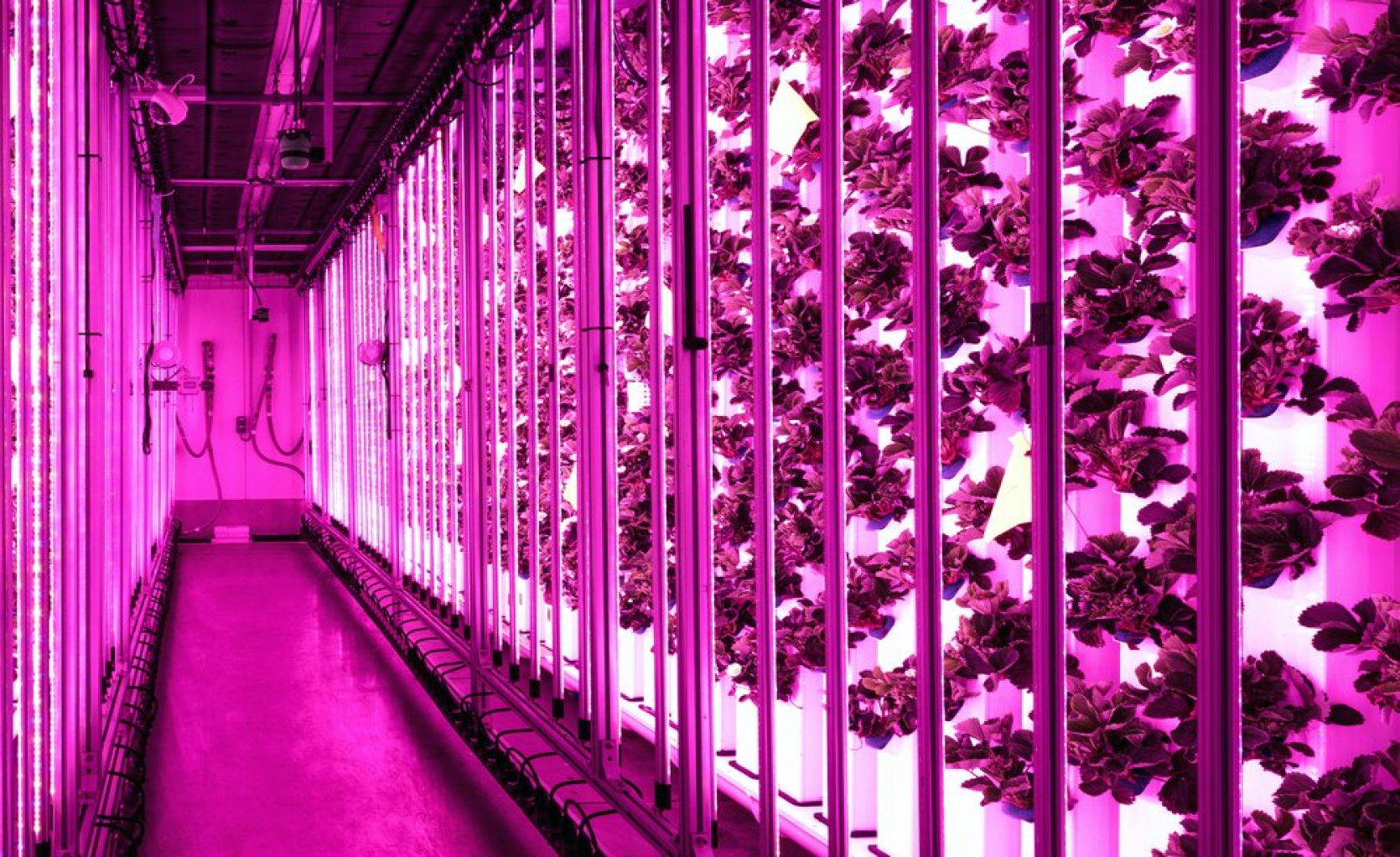 THIS IS WHAT THE FUTURE OF FARMING LOOKS LIKE