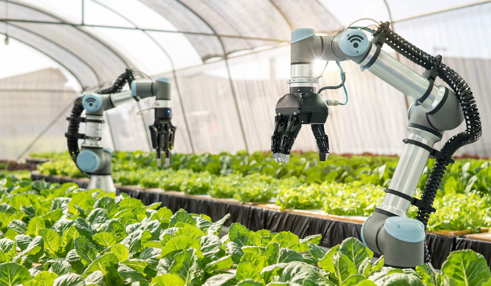 AI IS REVOLUTIONIZING FARMING ESPECIALLY AMID LABOR SHORTAGE