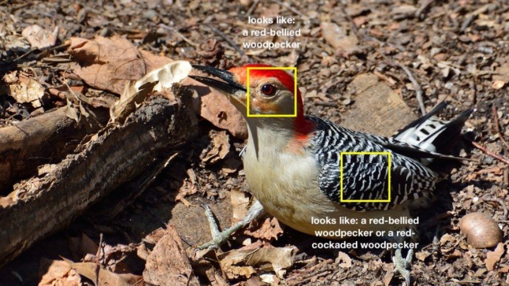 MACHINE VISION THAT SEES THINGS MORE THE WAY WE DO IS EASIER FOR US TO UNDERSTAND