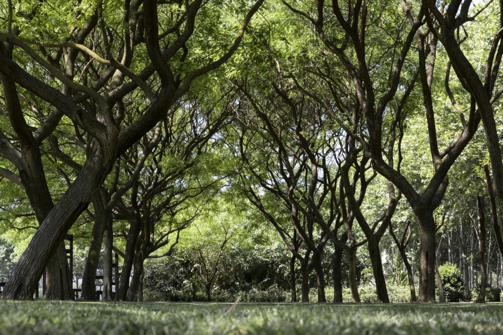 TRYING TO PLANT A TRILLION TREES WON&amp;#039;T SOLVE ANYTHING